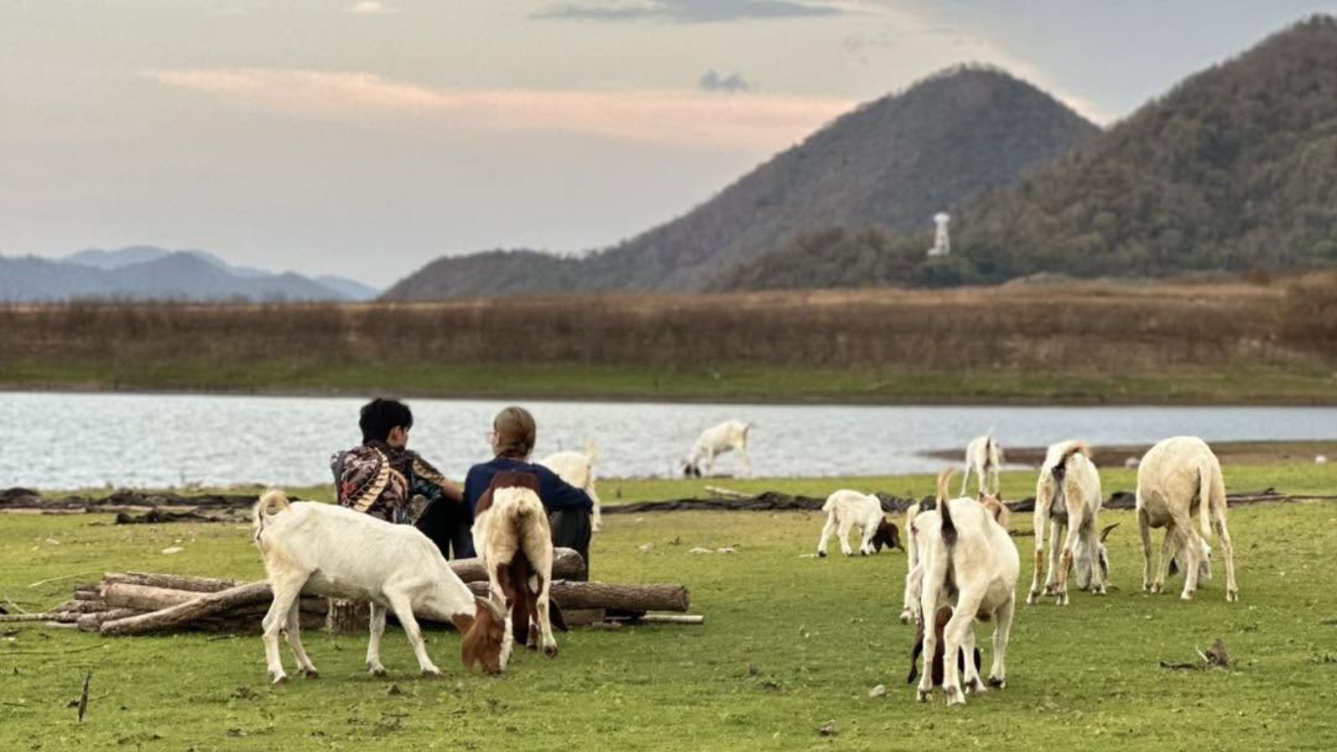 Goat farm Pranburi Hua Hin